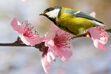 Titmouse on branch with peach tree flowers