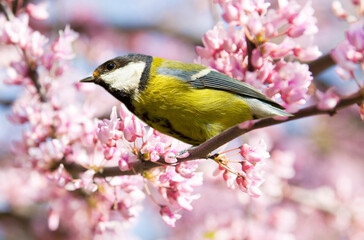 Titmouse on branch of Redbud tree Cercis
