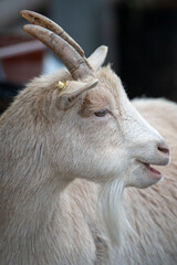 Portrait of a goat with horns and a beard.