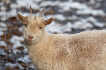 Young fair goat with small horns.