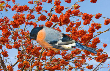 Bullfinch on branch with ashberries on sky
