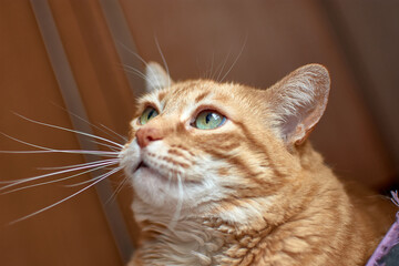 Un gato de color caramelo mira hacia arriba ya que algo le llamó la atencion