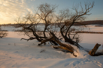 Frosty winter in Russia. Beautiful sunrise in Siberia. 
Cold winter photo.
