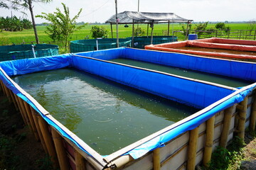 Raising and cultivating fish by using fish ponds made of round or circular tarpaulins that can maximize fish production with a narrow and limited production area in Pati, Central Java, Indonesia, Asia