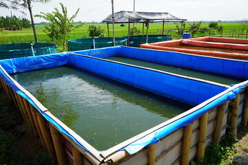 Raising and cultivating fish by using fish ponds made of round or circular tarpaulins that can...