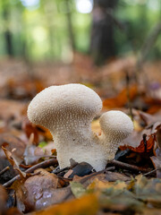 Common Puffball Mushroom in Leaf Litter