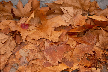 Maple leaf fallen, autumn nature