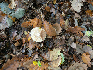 Upside Down Mushroom Showing Its Gills