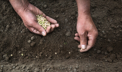 Male hands planting a pea seeds