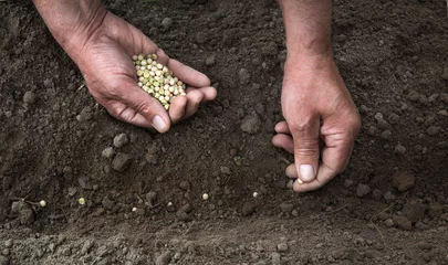 Fotobehang Male hands planting a pea seeds © Marina