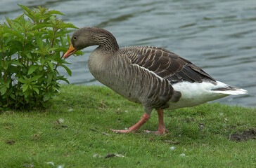 Oie cendrée, Anser anser, Greylag Goose