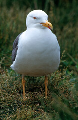 Fototapeta premium Goéland brun,.Larus fuscus, Lesser Black backed Gull