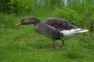 Oie cendrée, Anser anser, Greylag Goose