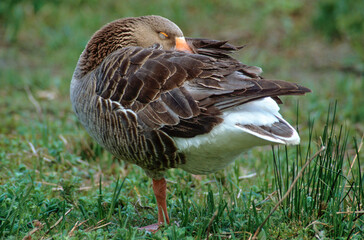 Oie cendrée, Anser anser, Greylag Goose