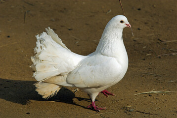 Colombe blanche, Colomba livia, Pigeon biset