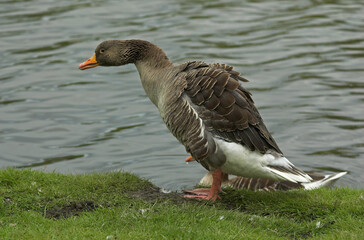 Oie cendrée, Anser anser, Greylag Goose