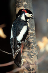 Pic épeiche,.Dendrocopos major, Great Spotted Woodpecker