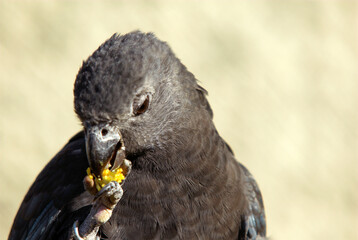 Petit pérroquet vasa, Perroquet noir Vaza noir, Coracopsis nigra, Lesser Vasa Parrot, Madagascar © JAG IMAGES