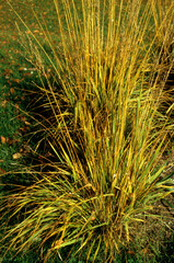 Molinia caerulea, molinie bleue, graminée