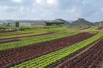 Salade, Culture, serres, Bôhler, Ile de Reichenau, Lac de Constance, Allemagne