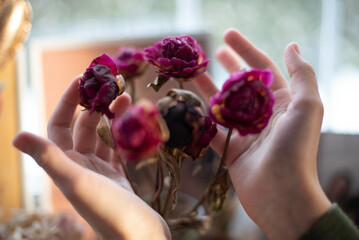 Peonies flowers in hands, beautiful macro photography
