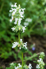 Népéta de Mussin, nepeta racemosa 'Snowflake'