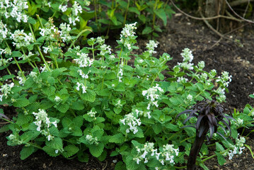 Népéta de Mussin, nepeta racemosa 'Snowflake' © JAG IMAGES
