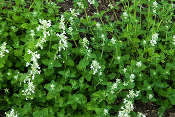 Fototapeta premium Népéta de Mussin, nepeta racemosa 'Snowflake'