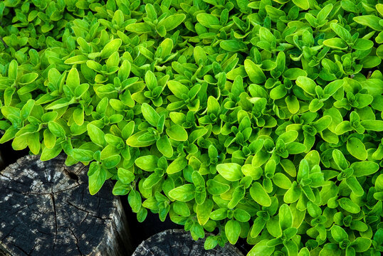 origan, variete Thumble, origanum vulgare