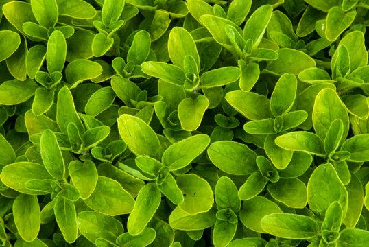 origan, variete Thumble, origanum vulgare