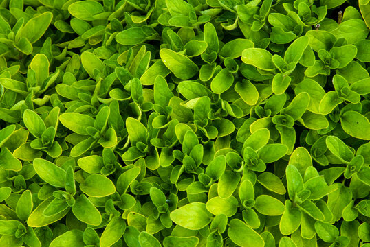 origan, variete Thumble, origanum vulgare