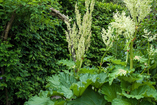 Rheum rhaponticum , Rhubarbe