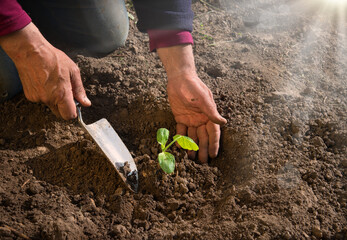 Male hands planting a cucumber seedling - obrazy, fototapety, plakaty