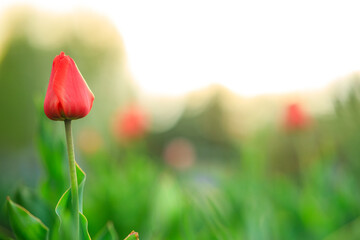 a red tulip among the greenery, a blurred background, a close-up of a shallow depth of field