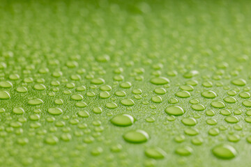 shallow depth of field of water droplets on a dark green surface