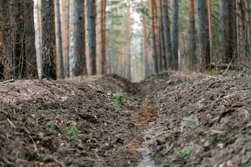 a moat dug in the ground among the trees, a moat in the forest against fire