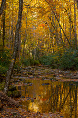 Obraz premium Vibrant autumn colors in the deep forest of the Blue Ridge Mountains of North Carolina.