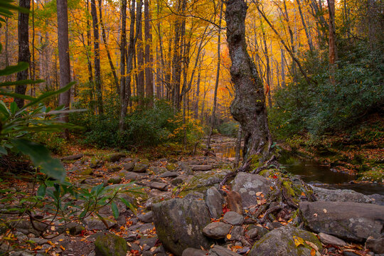 Vibrant autumn colors in the deep forest of the Blue Ridge Mountains of North Carolina