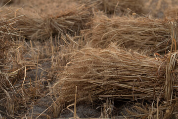 Ear of Wheat crop on agriculture field ready for cultivation.
