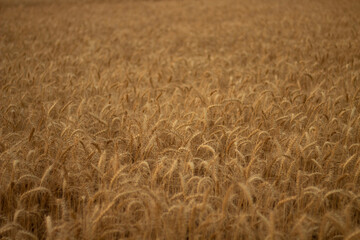 Ear of Wheat crop on agriculture field ready for cultivation.