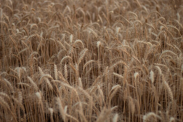 Ear of Wheat crop on agriculture field ready for cultivation.