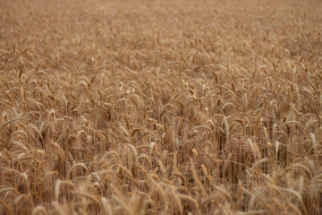 Ear of Wheat crop on agriculture field ready for cultivation.