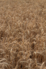 Ear of Wheat crop on agriculture field ready for cultivation.