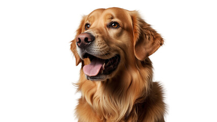 close-up isolated transparent portrait of a golden retriever  dog