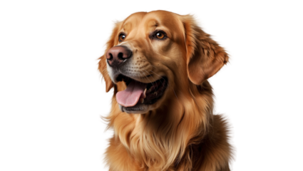 close-up isolated transparent portrait of a golden retriever  dog
