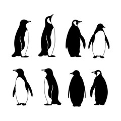 Penguin's black silhouette is set on a white background. Cute penguin vector illustration © Mst