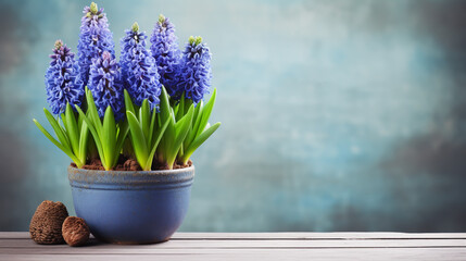 Large flower bed with multi-colored hyacinths, traditional easter flowers, flower background, easter spring background. - obrazy, fototapety, plakaty
