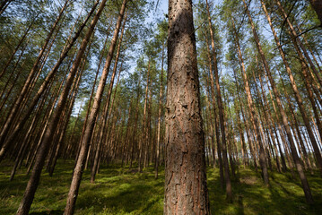 Fototapeta premium FOREST - Pine landscape in the sunlight