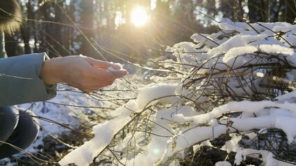 Female hand stroking snowy branch at forest on sunny day. Bright sunlight shining through high trunks of trees and illuminating woodland. Beautiful nature landscape. Winter concept. Slow motion - Powered by Adobe
