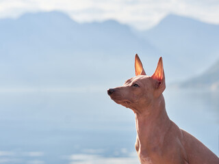 An American Hairless Terrier stands on the embankment. Dog near the water against the backdrop of mountains